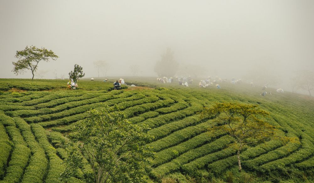 Photograph by Tran Khoa