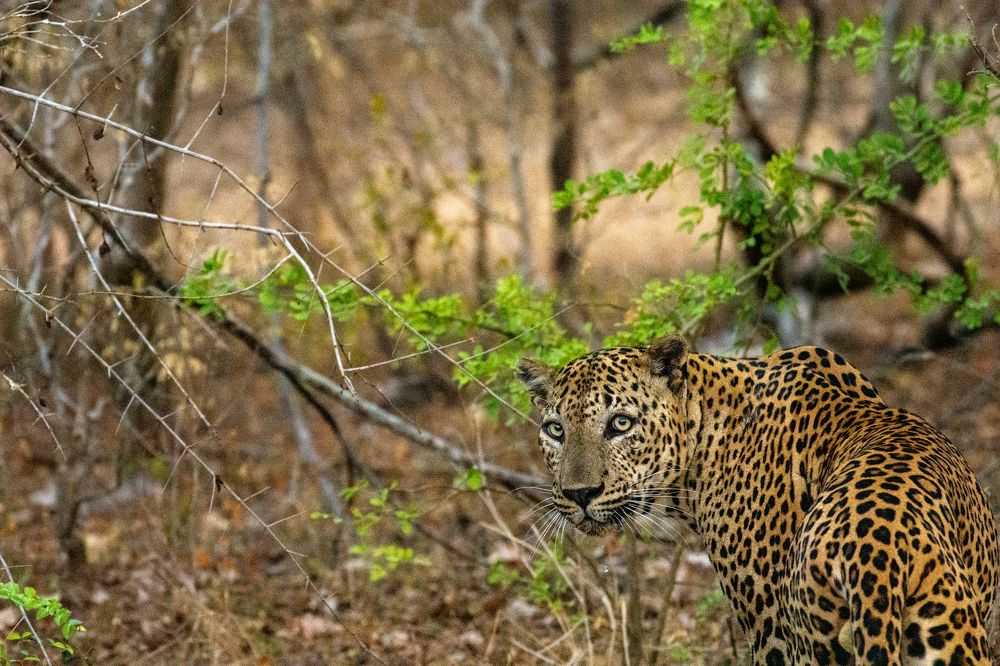 Photograph by Isuru Ranadheera