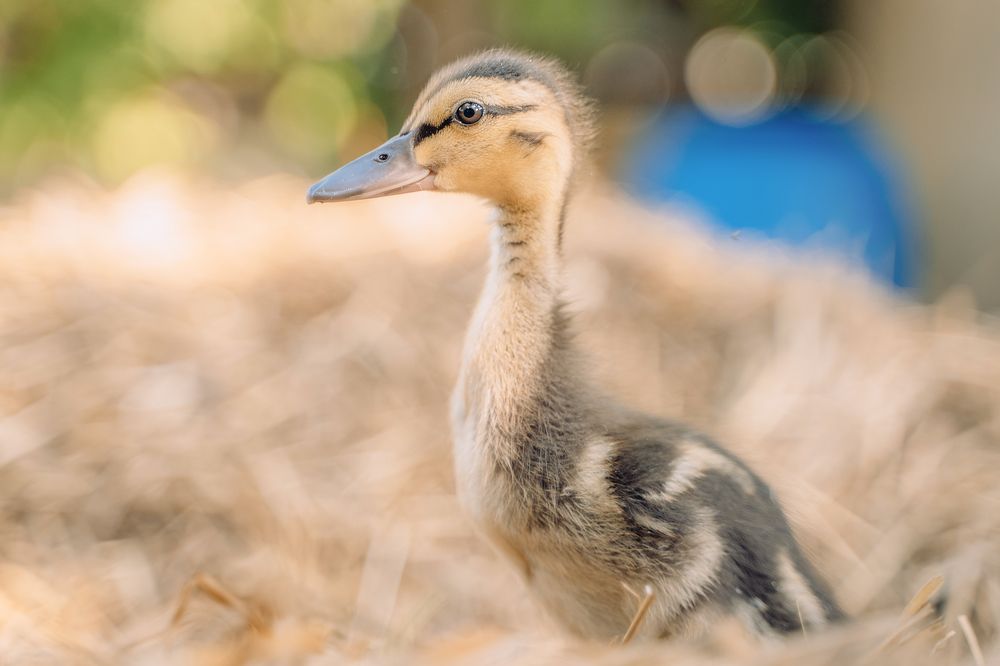 Фотография автора Юлия Бец