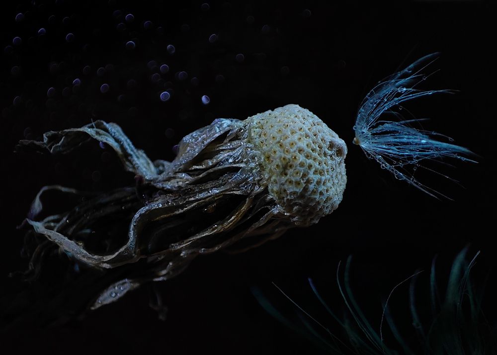 На дне морском...