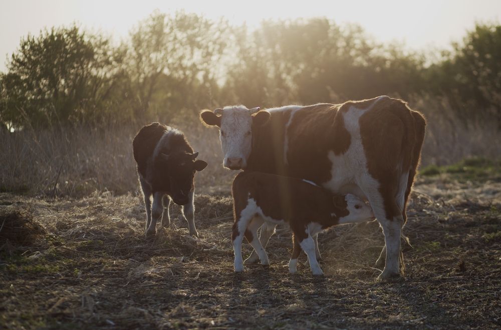 Photograph by Kseniya Yasyuchenya