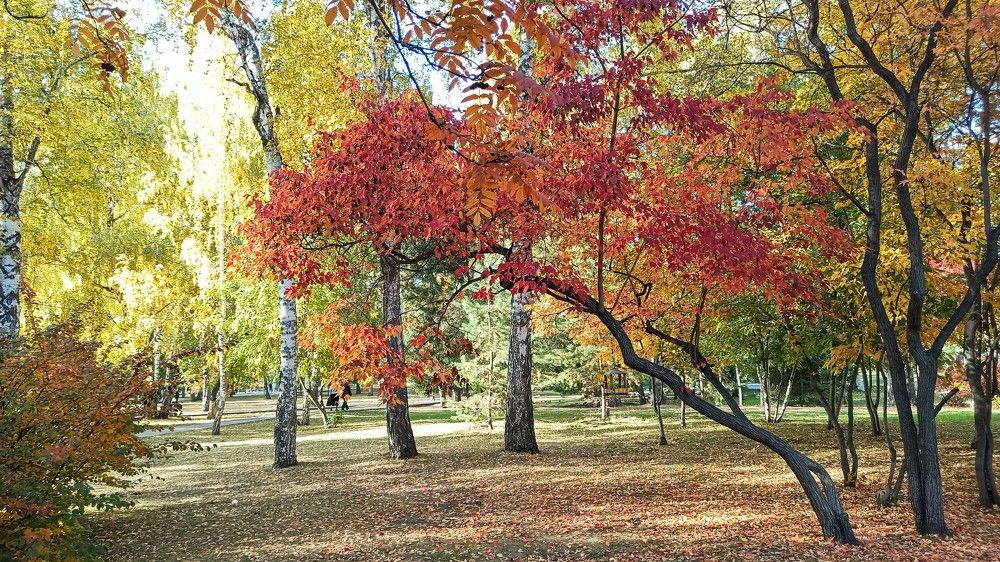 Палитра осени...