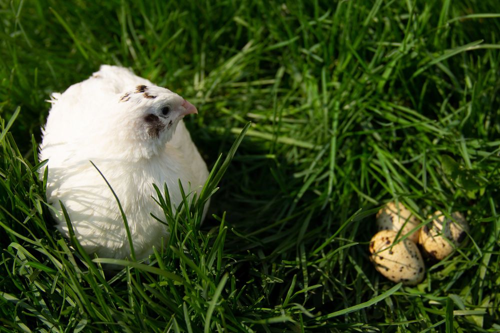 Photograph by Елена Коновницына