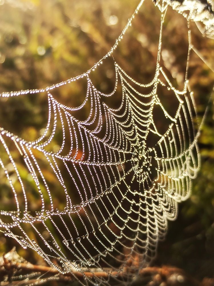 Утренняя прохлада