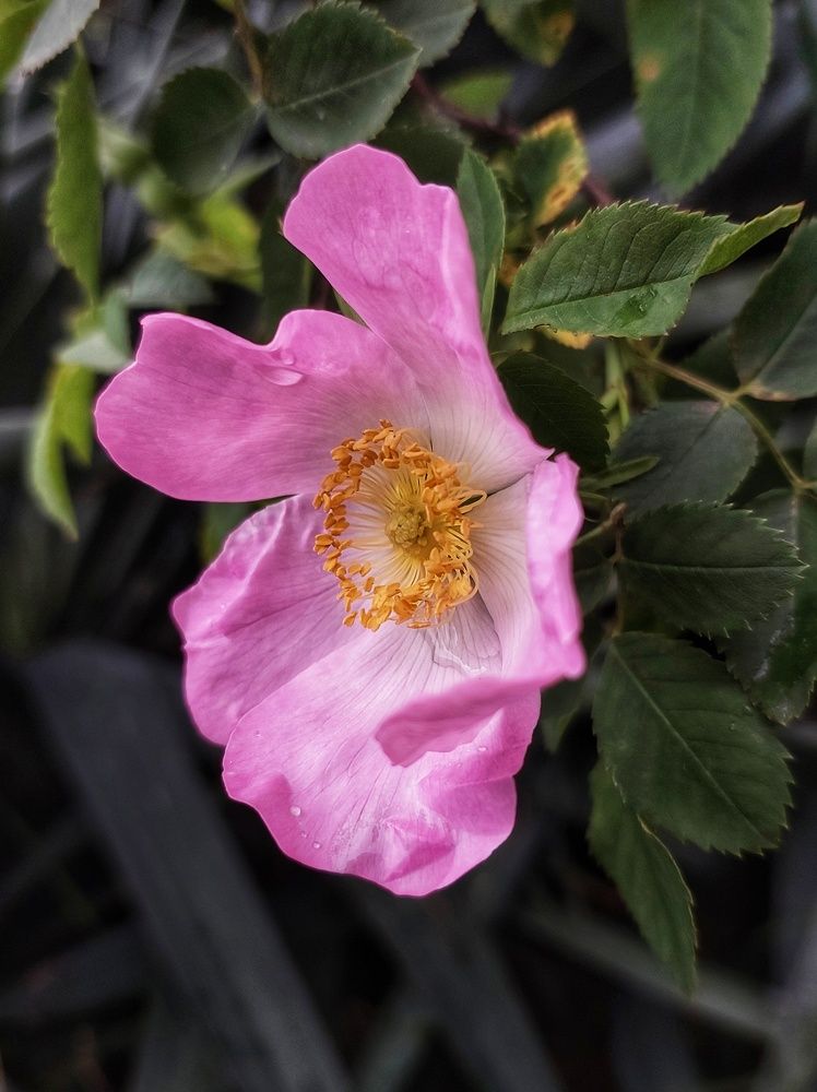 Photograph by Юлия Коробкова