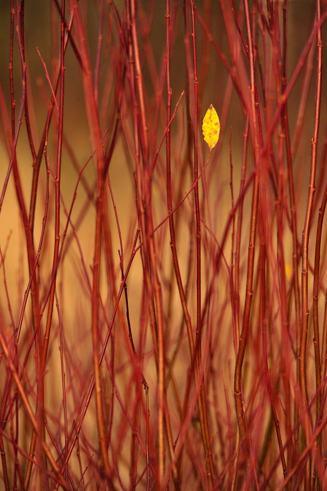 Photograph by Юрий Яковлев