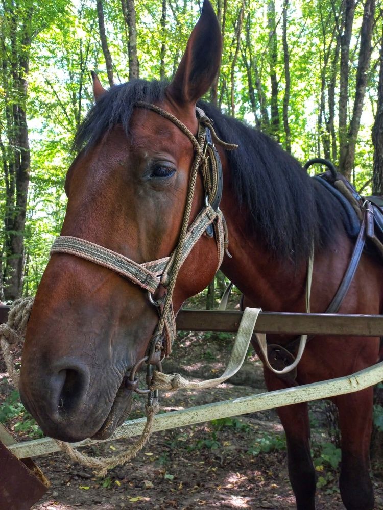 Photograph by Юлия Коробкова