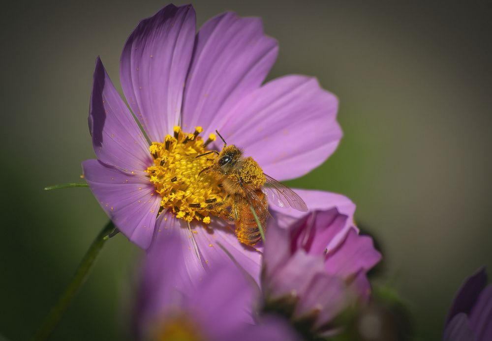 Космея и пчела