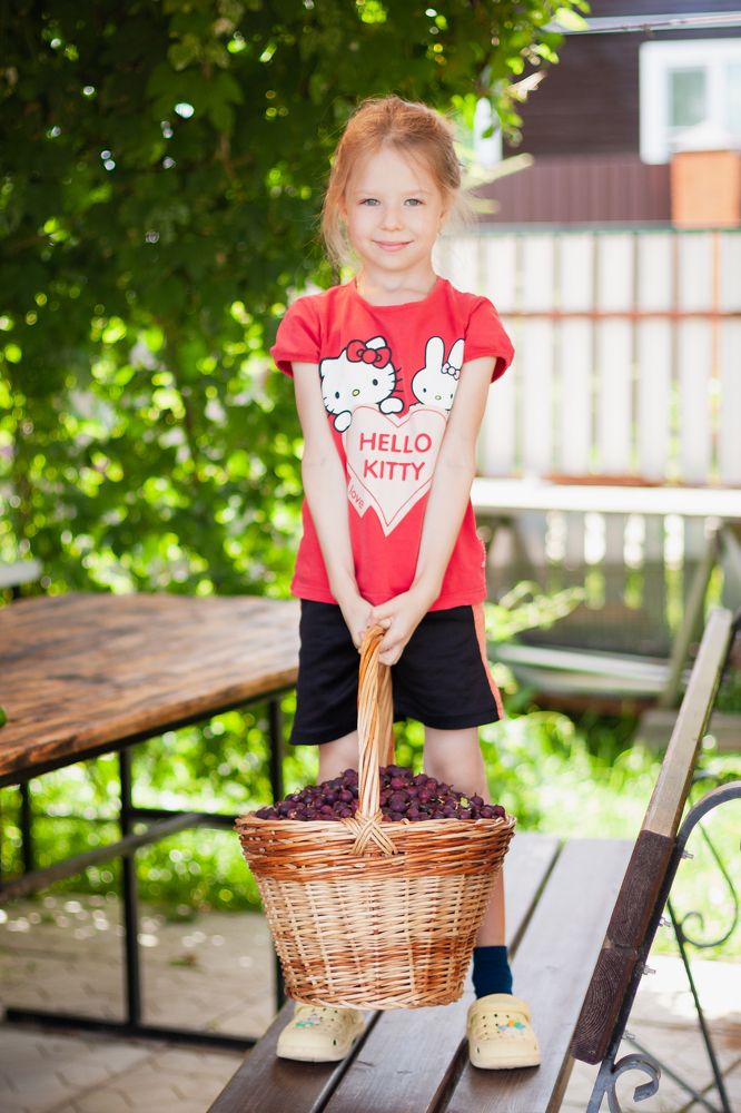 Сбор крыжовника на даче