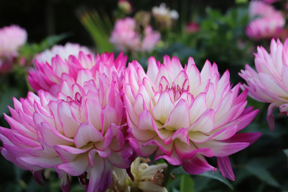 Photograph by Николай