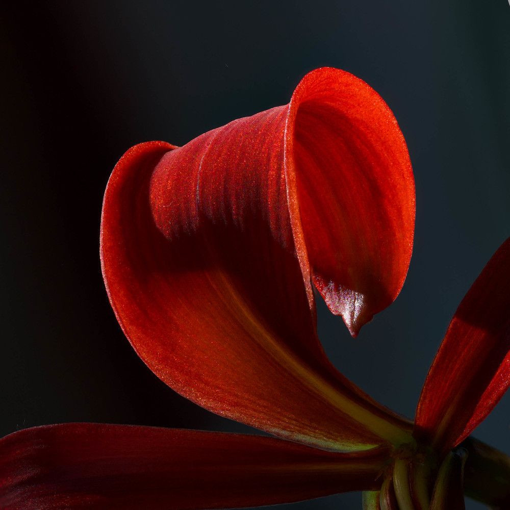 Photograph by Кривицкая Марина