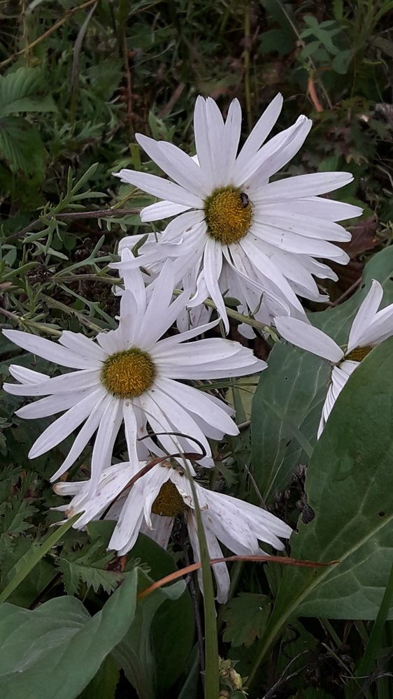 Photograph by Елена Алешкевич