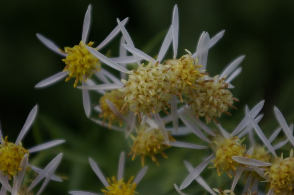 Photograph by Елена Алешкевич