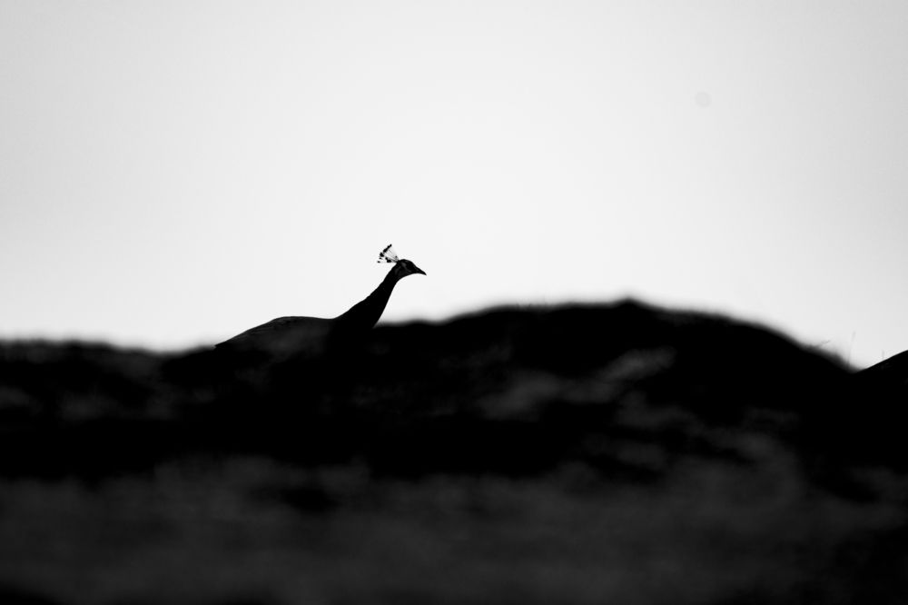 Photograph by Shahul valasy