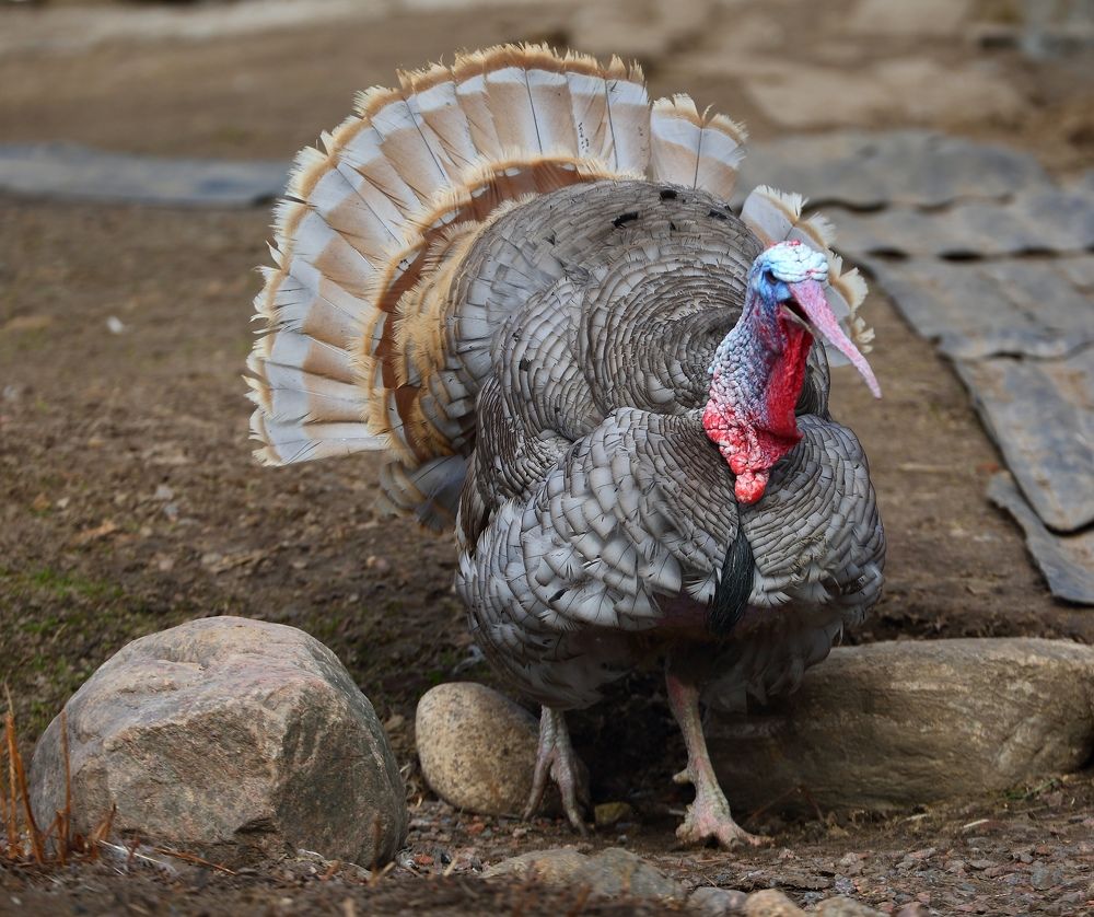 Photograph by Станислав Вершинин