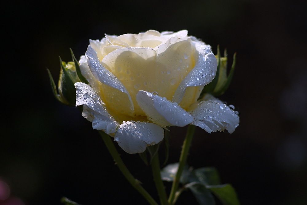 Photograph by Анатолий Святой