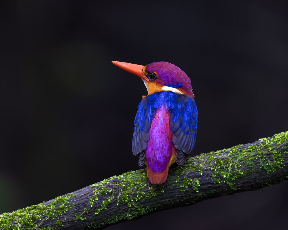 Tropical Colour Bomb!!