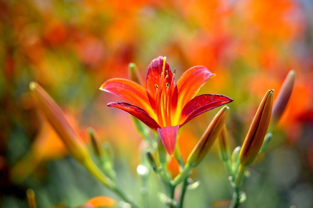 Аленький цветочек.