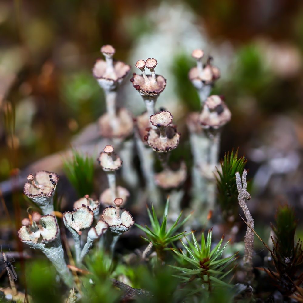 Photograph by Сергей Назаредский