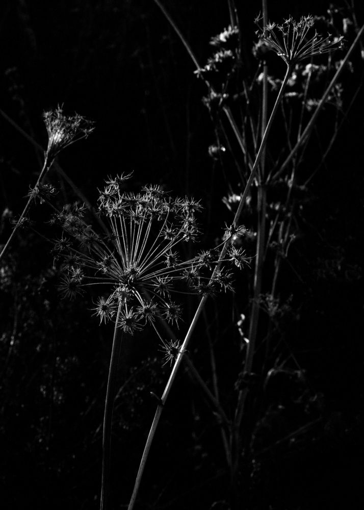 Photograph by Татьяна Светличная