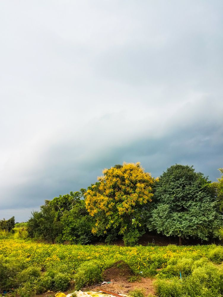 Colorfull nature