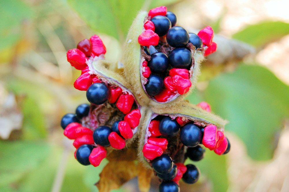 краски природы.