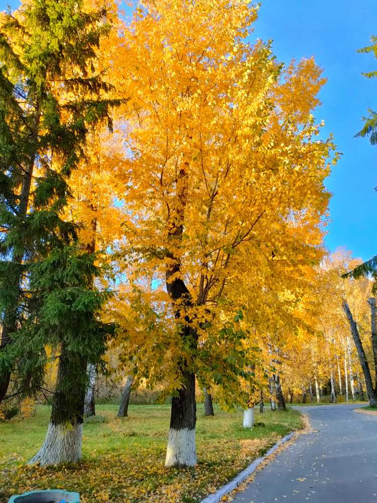 Золото осени