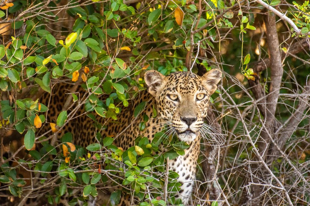 Photograph by Isuru Ranadheera