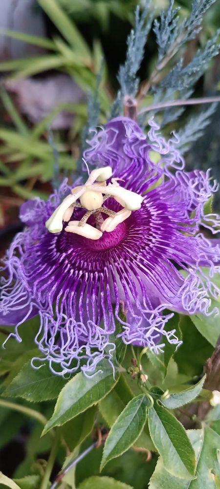 Photograph by Amrutha Varshini Nemaluri