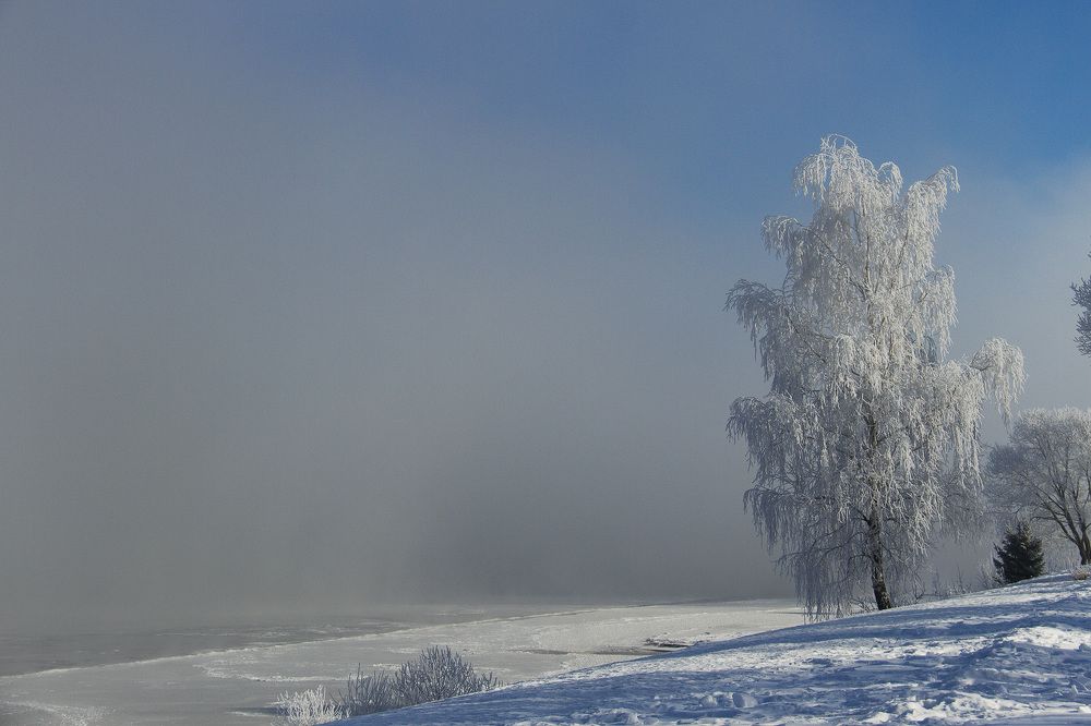 Серебряное дерево