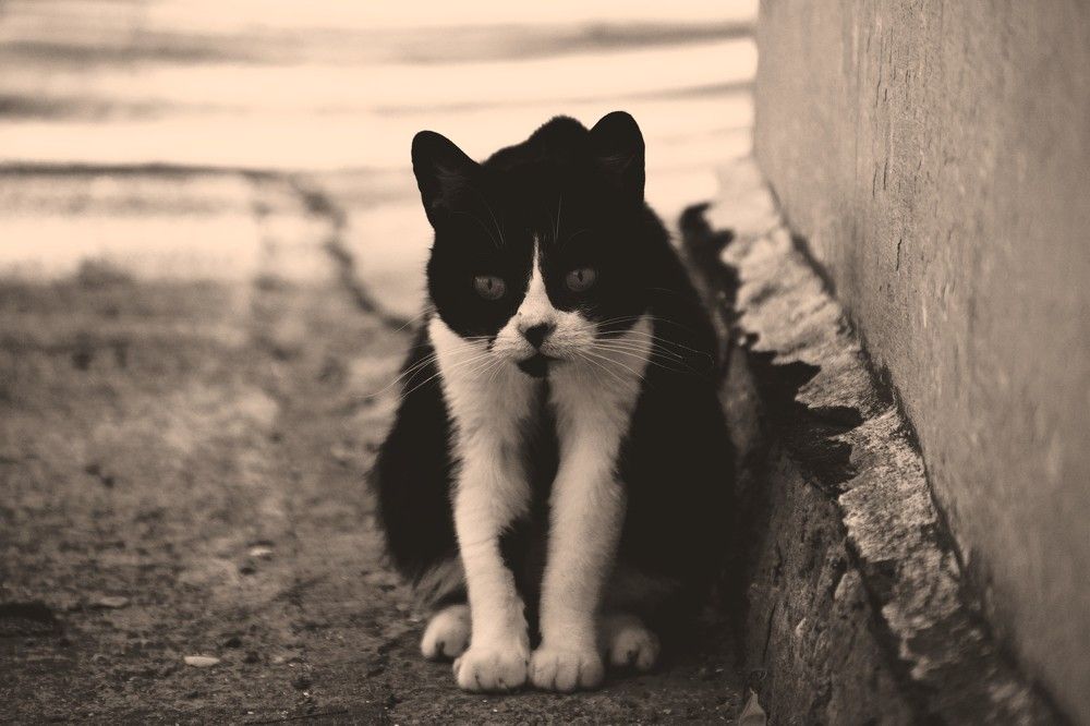 Фотография автора Михаил Лупина