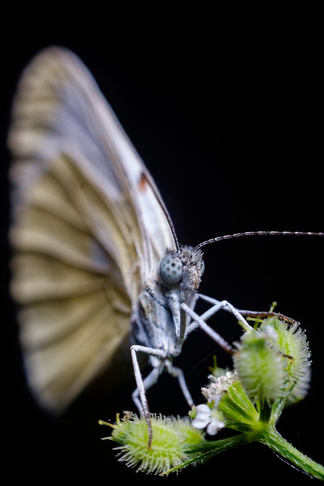 Photograph by Attila Szanto