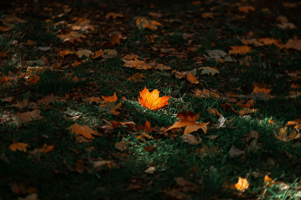 Photograph by Сергей Удовиченко