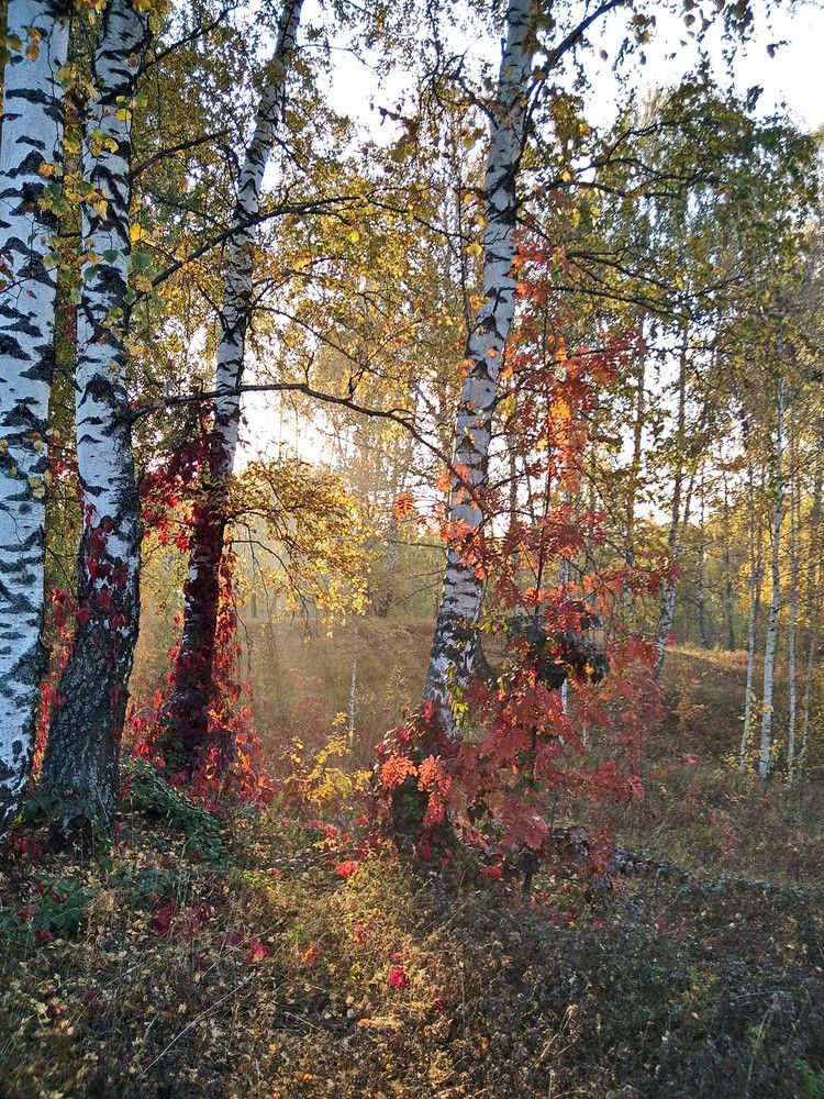 Photograph by Игорь Пшеничников