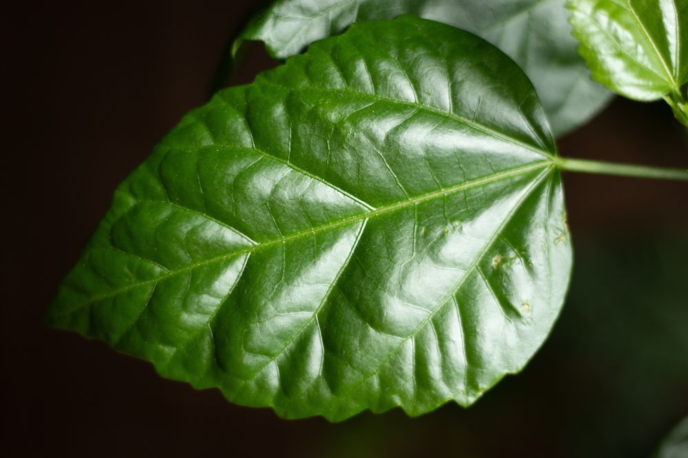 Photograph by Сергей Витвицкий