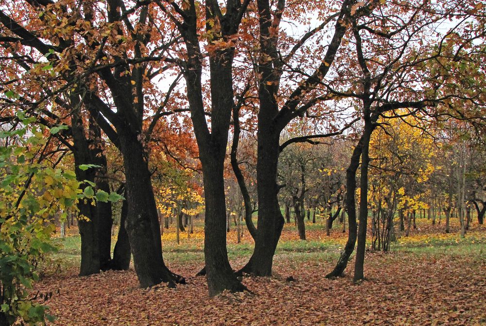 Дубы на фоне сада