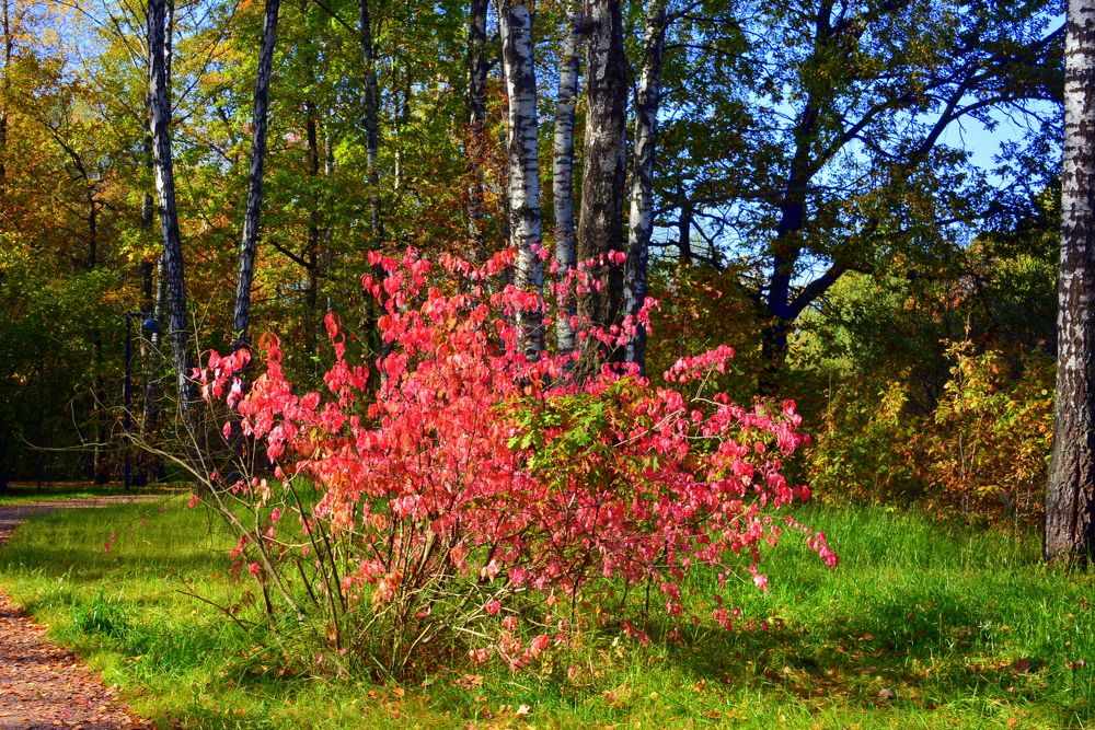 В осеннем парке