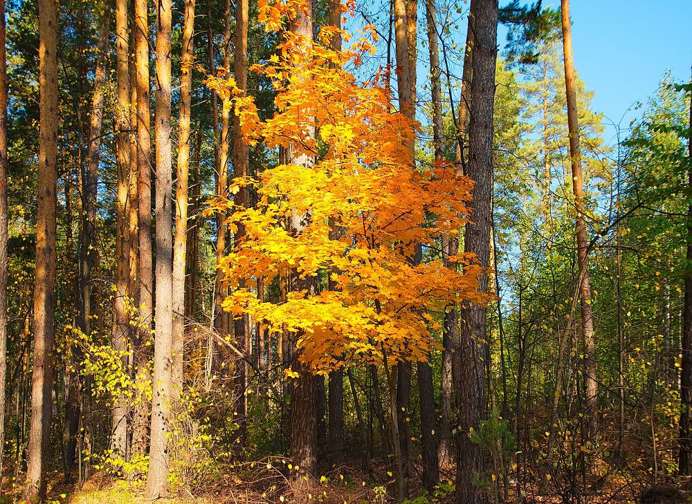 Photograph by Василий Быстрицкий
