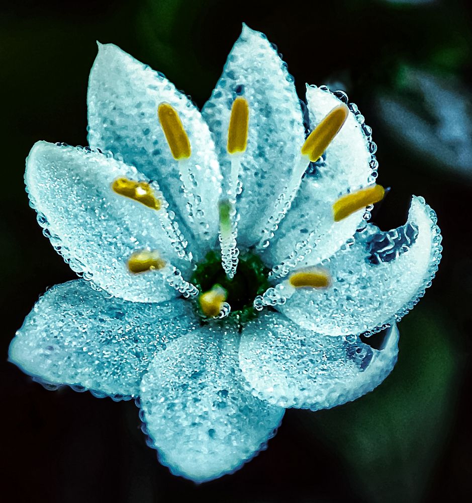 Фотография автора Ольга Сорокина