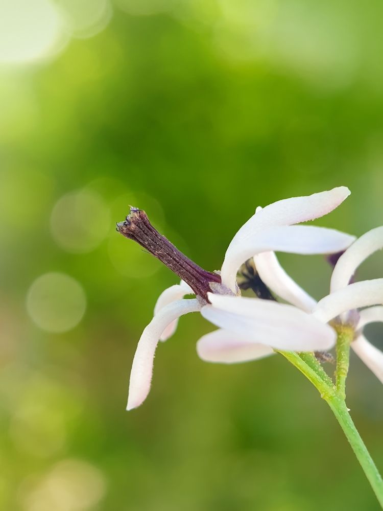 Photograph by Hannah Surji