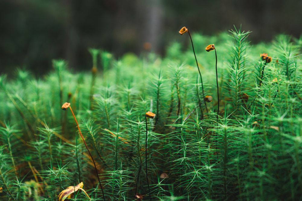 Photograph by Vitaly Zubkov