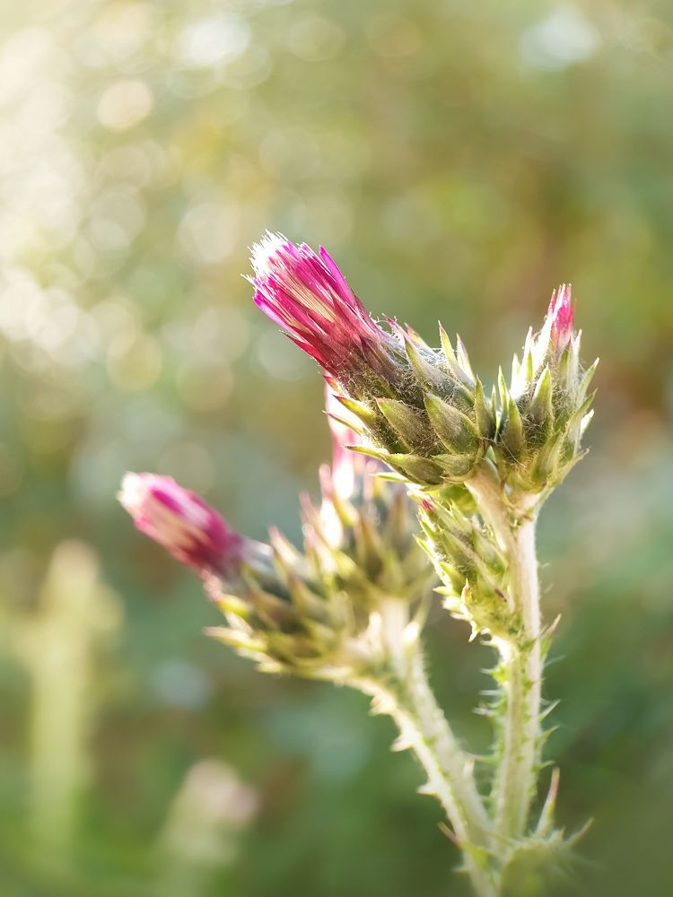 Photograph by Hannah Surji