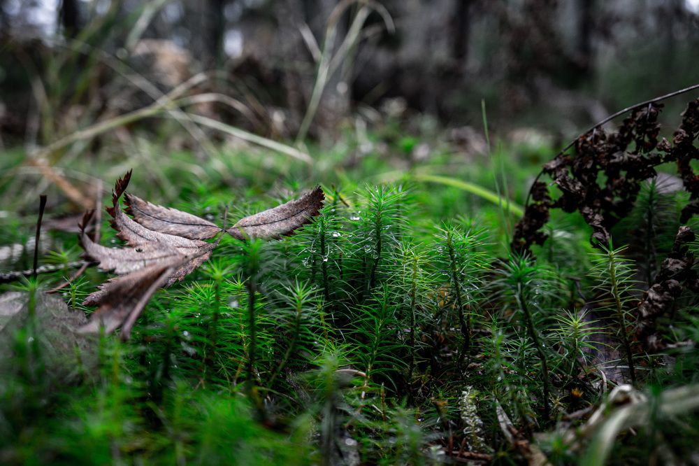 Photograph by Vitaly Zubkov