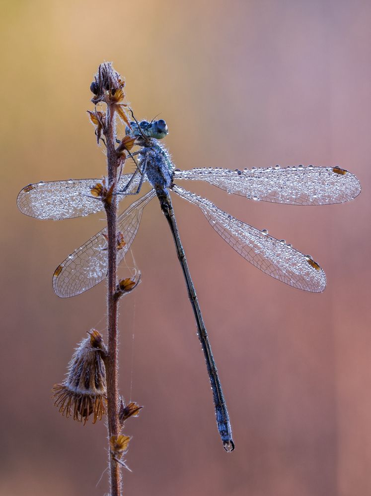 Photograph by Alexander Semenko