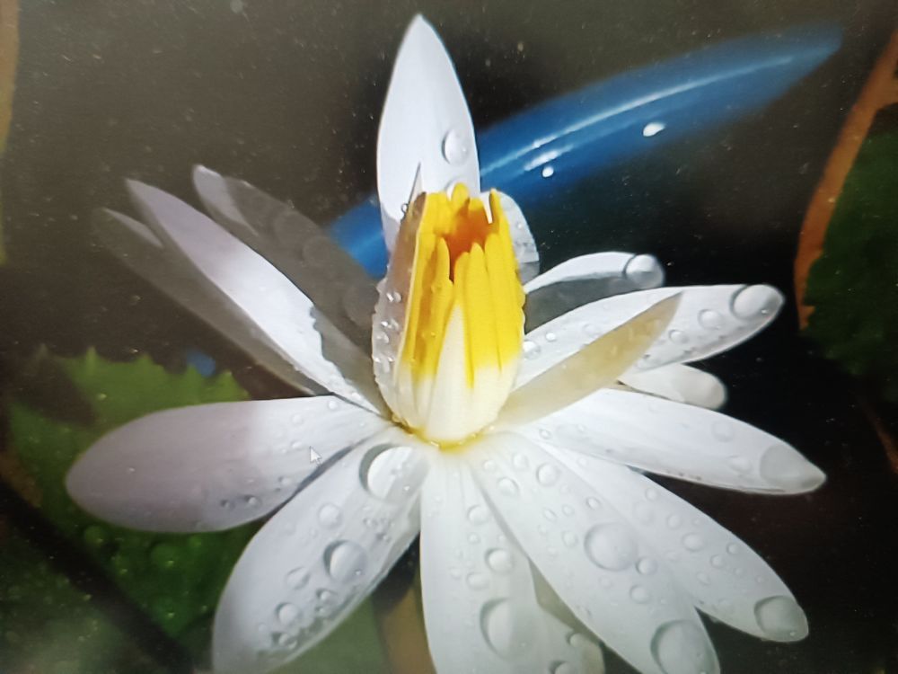 Photograph by Amrutha Varshini Nemaluri