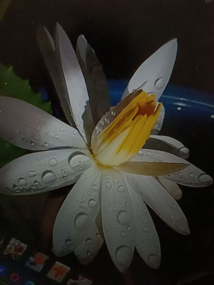 Photograph by Amrutha Varshini Nemaluri