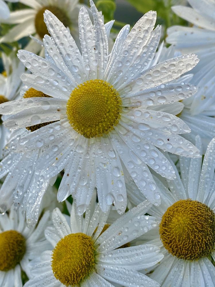 Фотография автора Evgeniya Ivanova