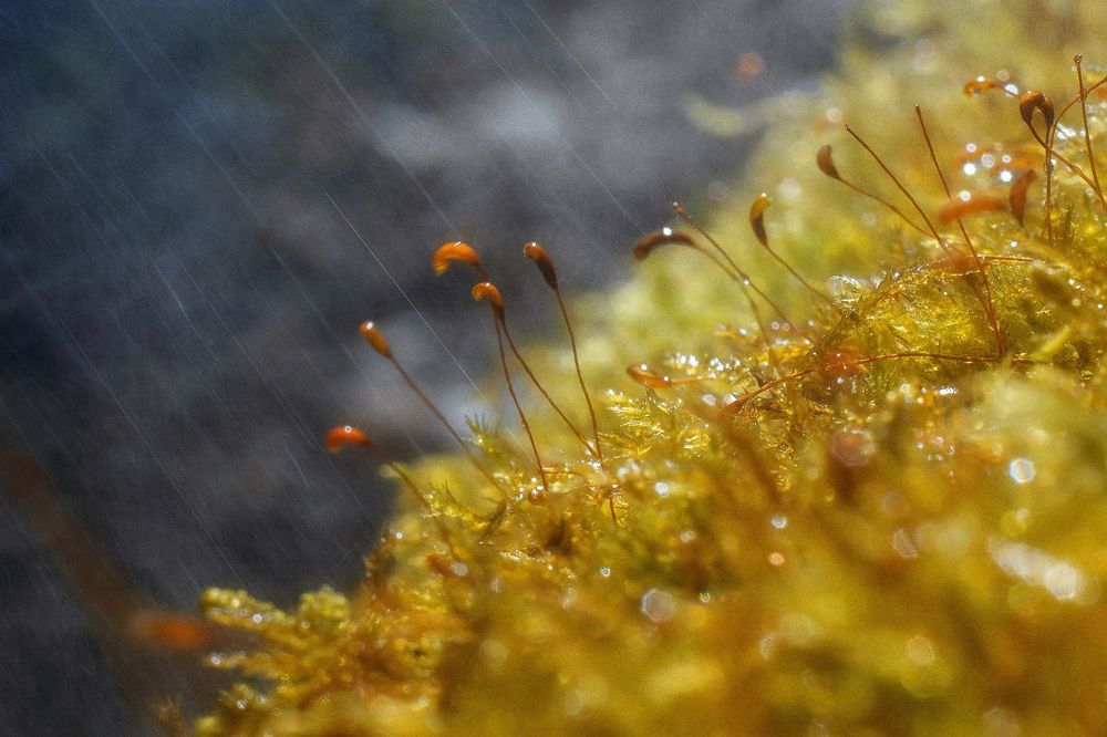 Photograph by Соколова Елена