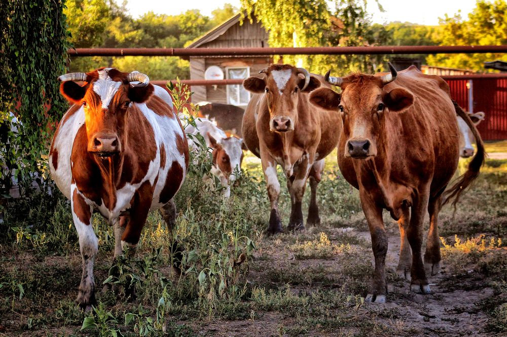 Photograph by Vitaliy Saposhnikov