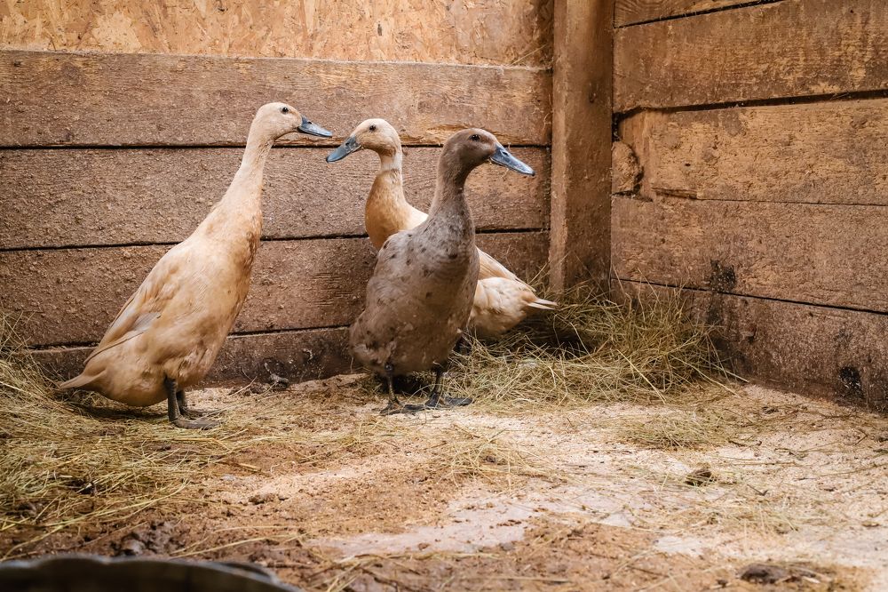 Photograph by Алина Ломилова